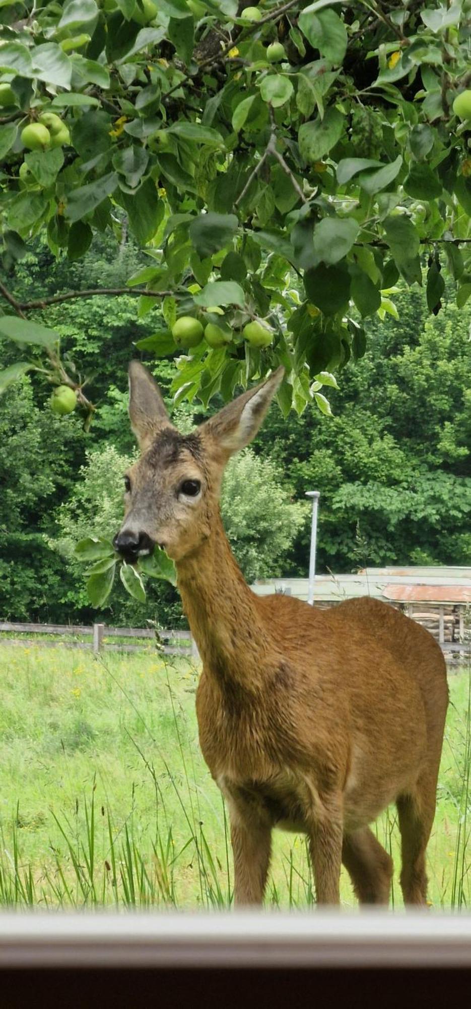Ferienwohnung Springl Schönau am Königssee Buitenkant foto